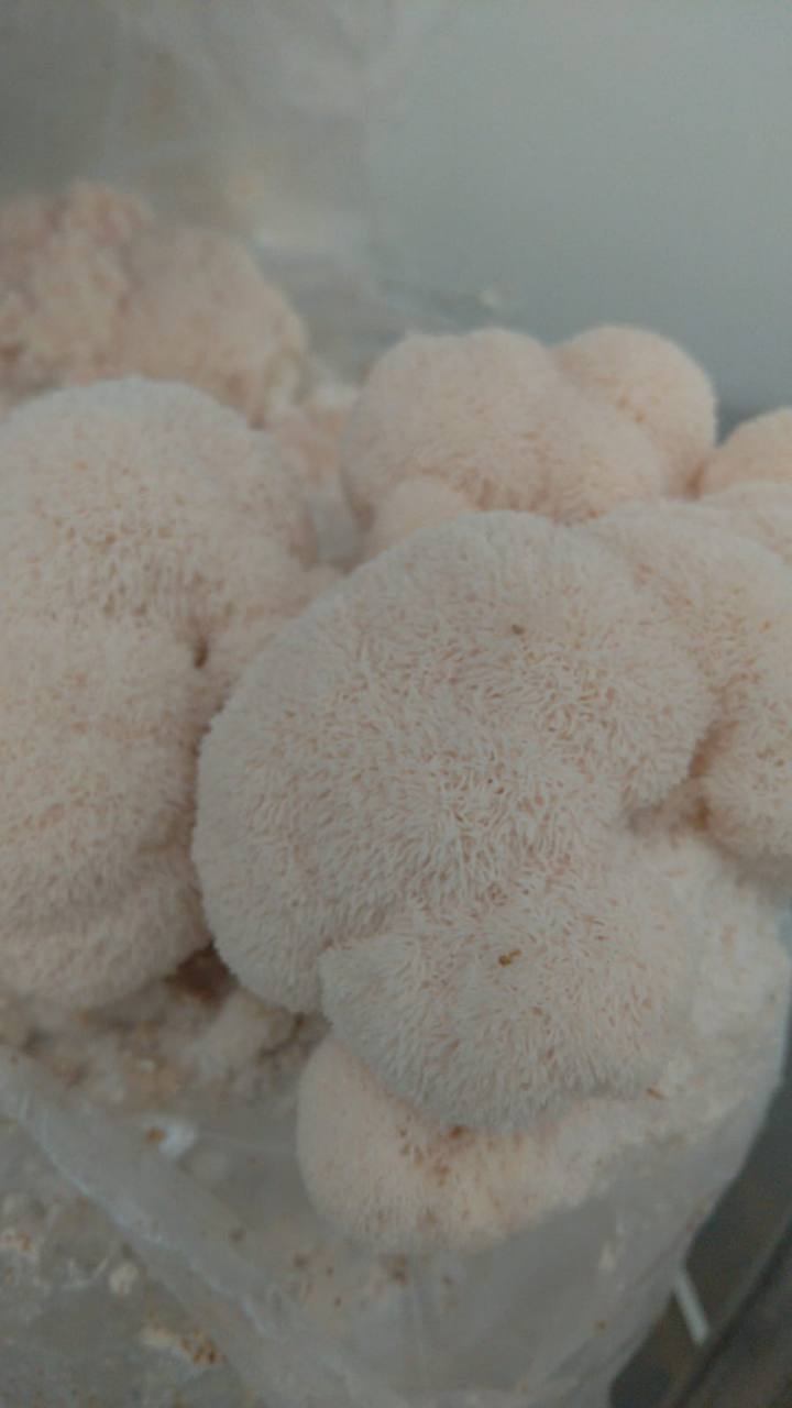Verschillende exemplaren van Lion’s Mane in onze teelt