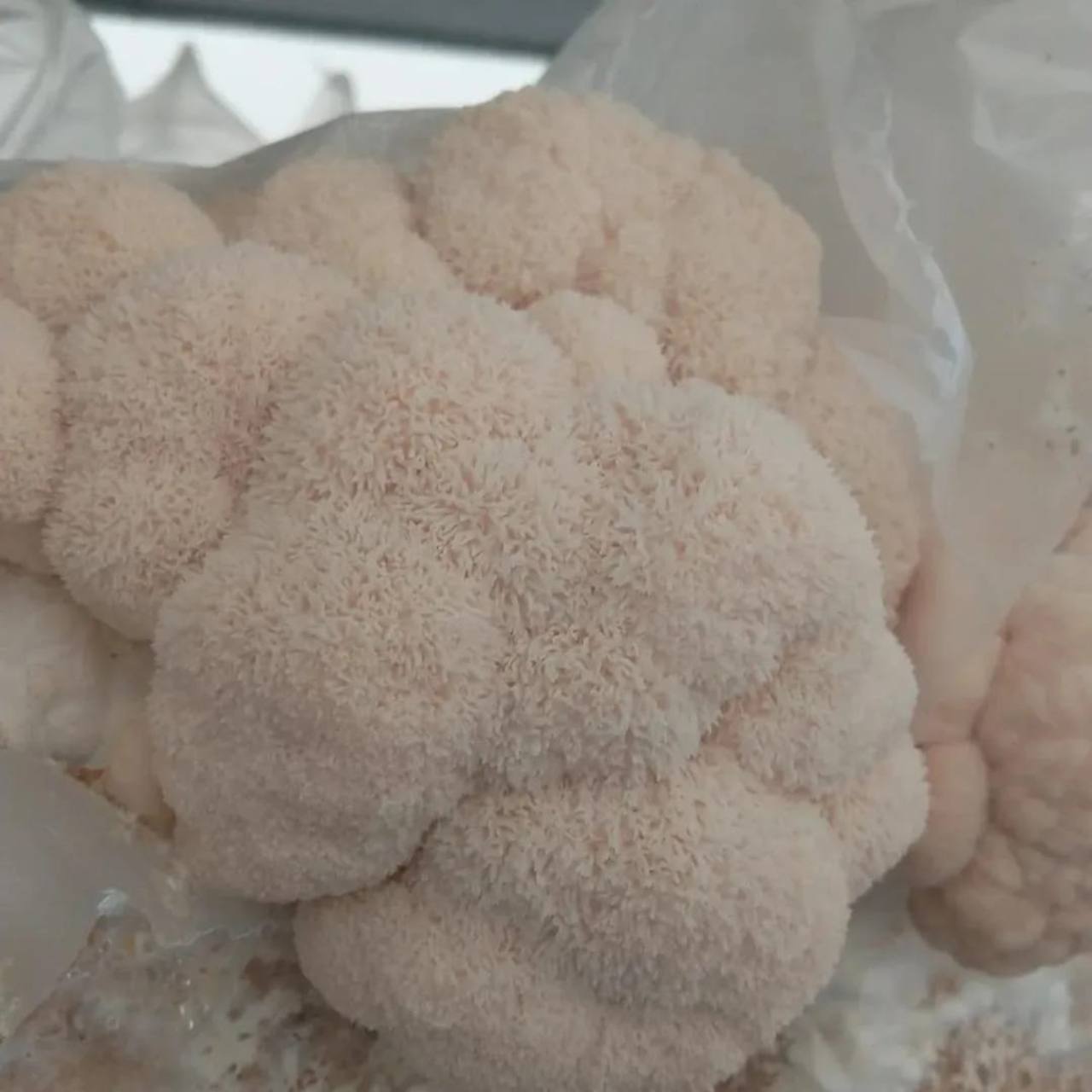 De fijne structuur van Lion’s Mane van dichtbij