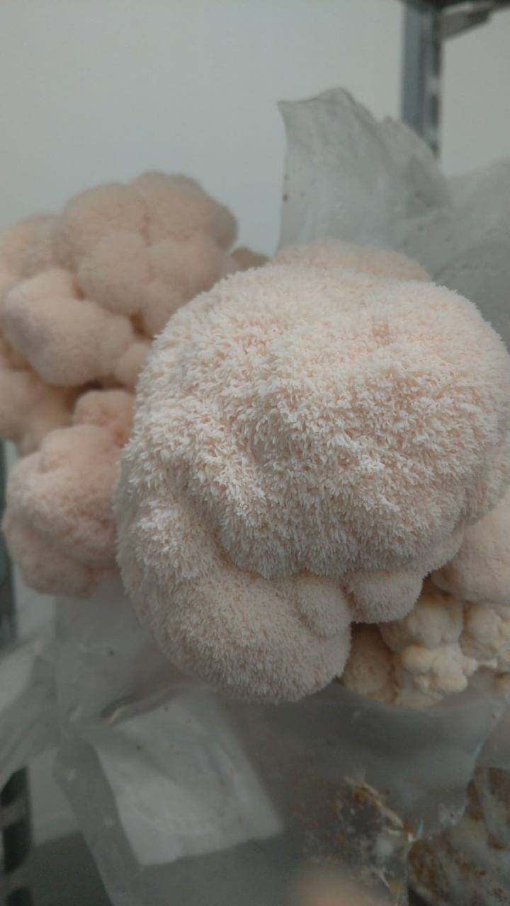 Lion’s Mane groeit op een teeltblok in onze kwekerij